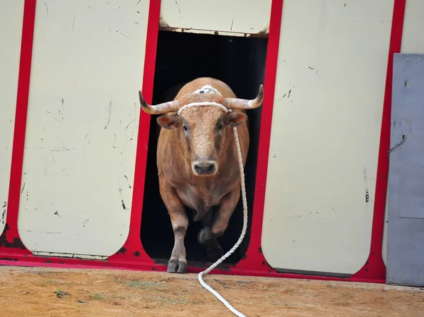 Taureau Espagne Avec Gros Bois — Photo