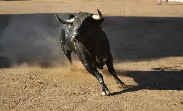 Tjuren Spanien Med Stora Horn — Stockfoto