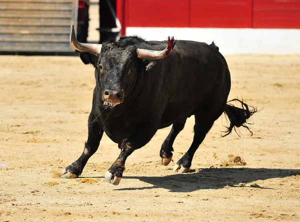 公牛在西班牙有很大的鹿角 — 图库照片