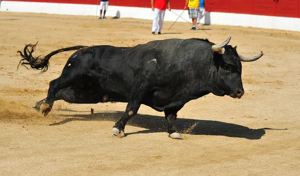 Grote Stier Spanje — Stockfoto