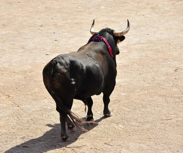 Big Bull Spain — Stock Photo, Image