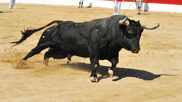 Stor Tjur Spanien — Stockfoto