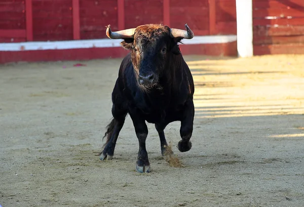 Gran Toro España — Foto de Stock