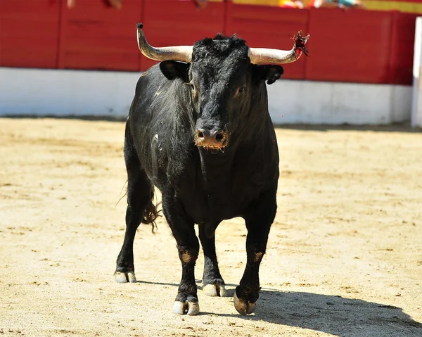 Grande Touro Espanha — Fotografia de Stock