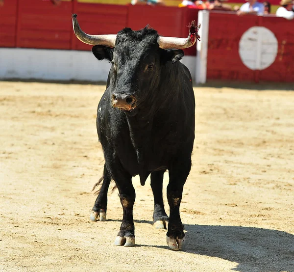 Velký Býk Španělsku — Stock fotografie