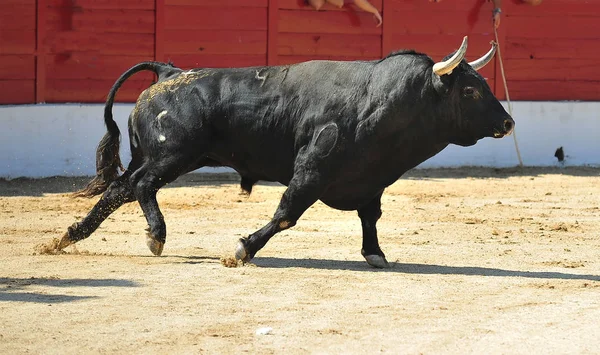 Grande Touro Espanha — Fotografia de Stock