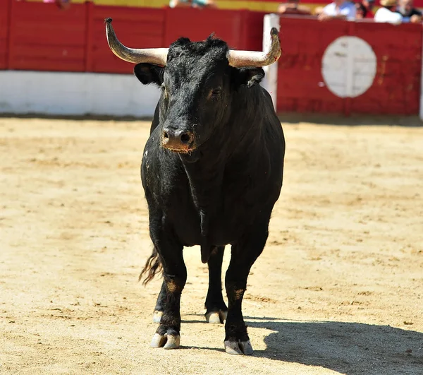 Μεγάλο Ταύρο Στην Ισπανία — Φωτογραφία Αρχείου