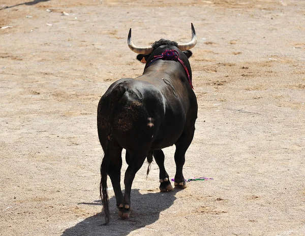 Nagy Bull Spanyolország — Stock Fotó