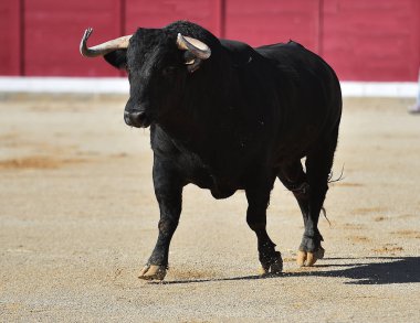 Büyük boynuzlu İspanyol boğası.