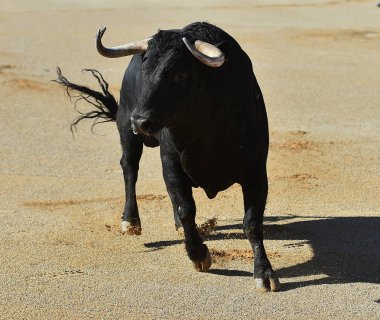 bullring İspanyol boğa