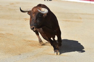 bullring İspanyol boğa