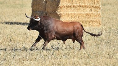 İspanya'da çalışan boğa