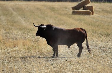İspanya'ile büyük boynuzları boğa