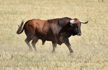 İspanya'ile büyük boynuzları boğa