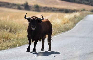 İspanya'ile büyük boynuzları boğa