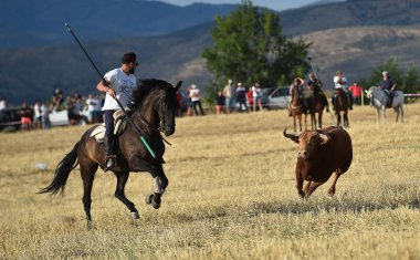 İspanya'ile büyük boynuzları boğa
