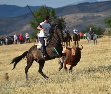 İspanya'ile büyük boynuzları boğa
