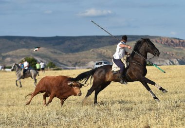 İspanya'ile büyük boynuzları boğa