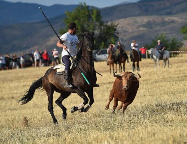 İspanya'ile büyük boynuzları boğa