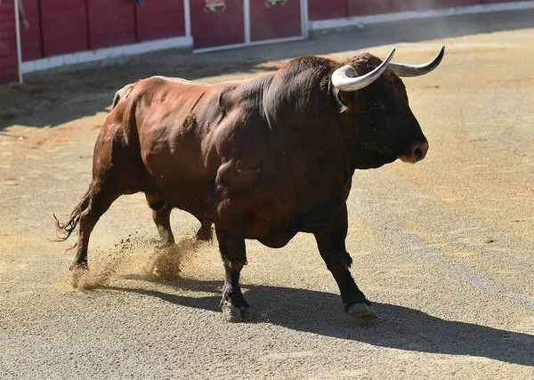 Stor Tjur Spanien — Stockfoto