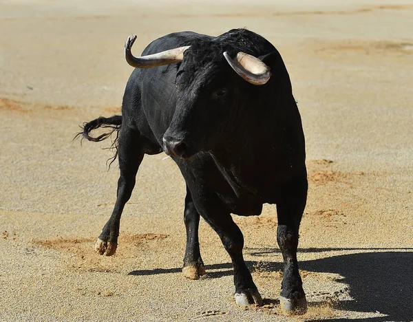 Taureau Espagnol Avec Grandes Cornes — Photo