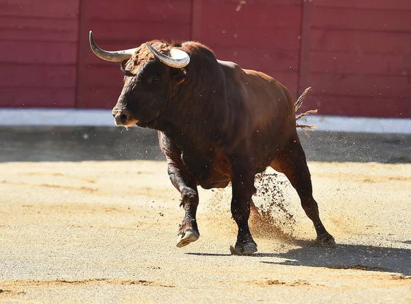 Spaanse Stier Met Grote Hoorns — Stockfoto