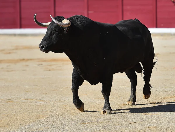 Taureau Espagnol Avec Grandes Cornes — Photo