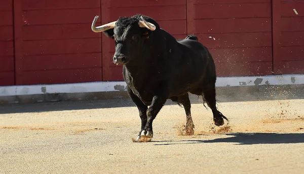 Touro Espanhol Com Chifres Grandes — Fotografia de Stock