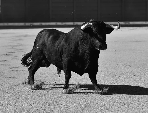 Spanyol Bika Nagy Szarvakkal — Stock Fotó
