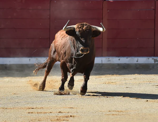 Spanish Bull Big Horns — Stock Photo, Image