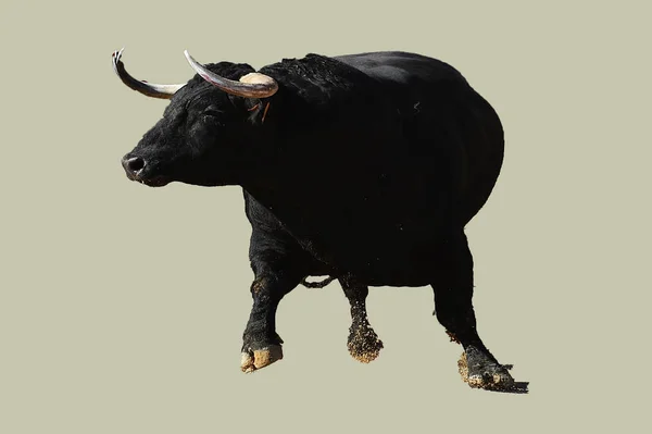 Spagnolo Toro Bullring — Foto Stock