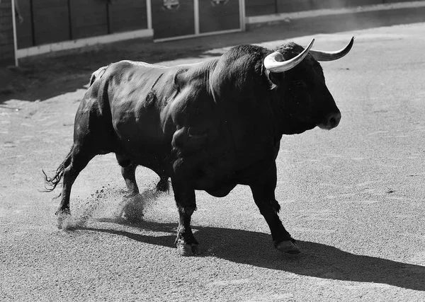 Spanischer Stier Der Stierkampfarena — Stockfoto