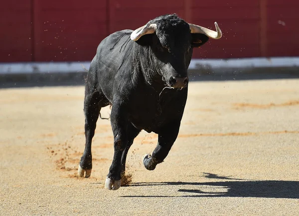 Spagnolo Toro Bullring — Foto Stock