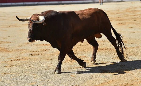 闘牛場ではスペイン牛 — ストック写真