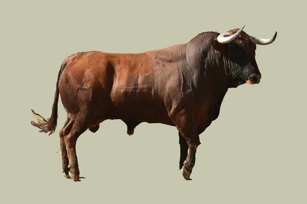 Stier Uitgevoerd Spanje — Stockfoto