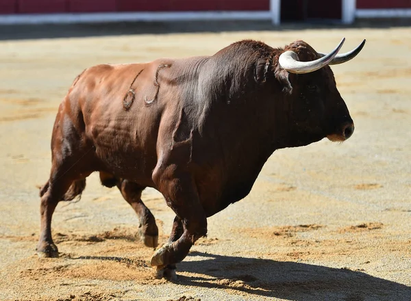Bull Körs Spanien — Stockfoto