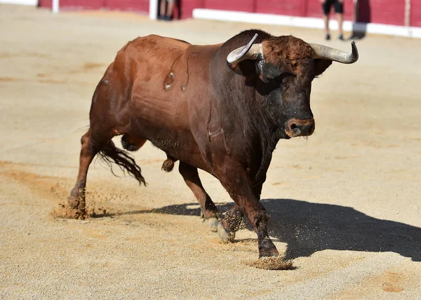 Stier Uitgevoerd Spanje — Stockfoto