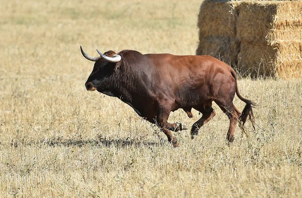 Toro Che Corre Spagna — Foto Stock