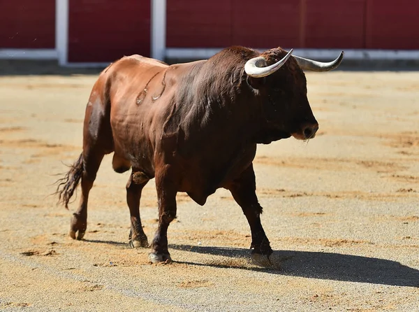 Touro Correndo Espanha — Fotografia de Stock