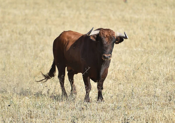 Touro Correndo Espanha — Fotografia de Stock