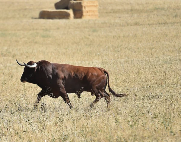 Bull Running Spain — Stock Photo, Image