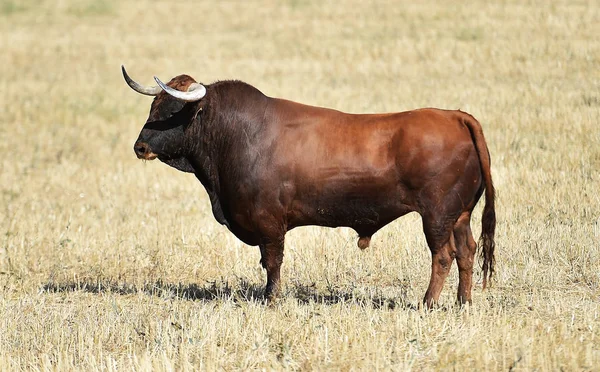 Bull Running Spain — Stock Photo, Image