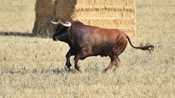 Bull Running Spain — Stock Photo, Image