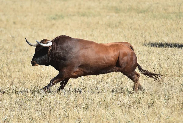 Bull Running Spain — Stock Photo, Image