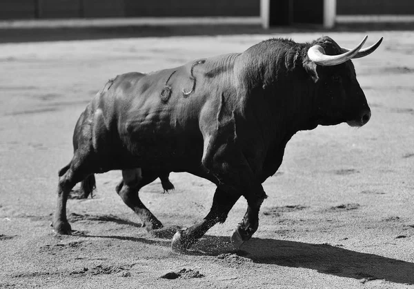 Bull Running Spain — Stock Photo, Image