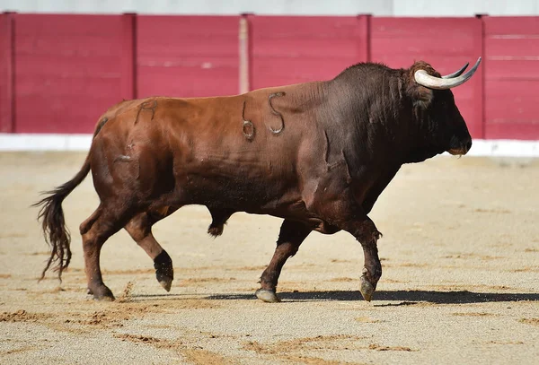 Bull Spain Big Horns — Stock Photo, Image