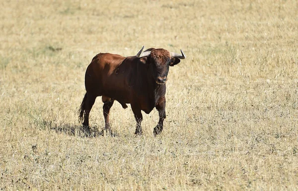 Toro España Con Cuernos Grandes — Foto de Stock