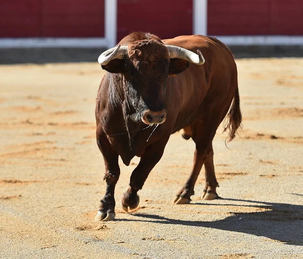 Touro Espanha Com Chifres Grandes — Fotografia de Stock