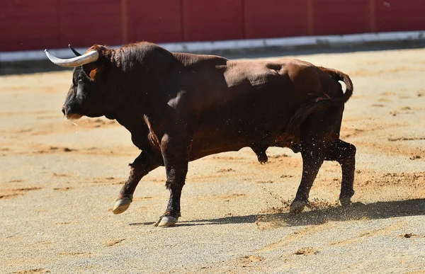 Bulle Spanien Mit Großen Hörnern — Stockfoto