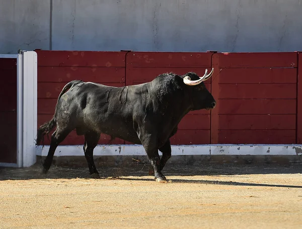 Toro España Con Cuernos Grandes —  Fotos de Stock